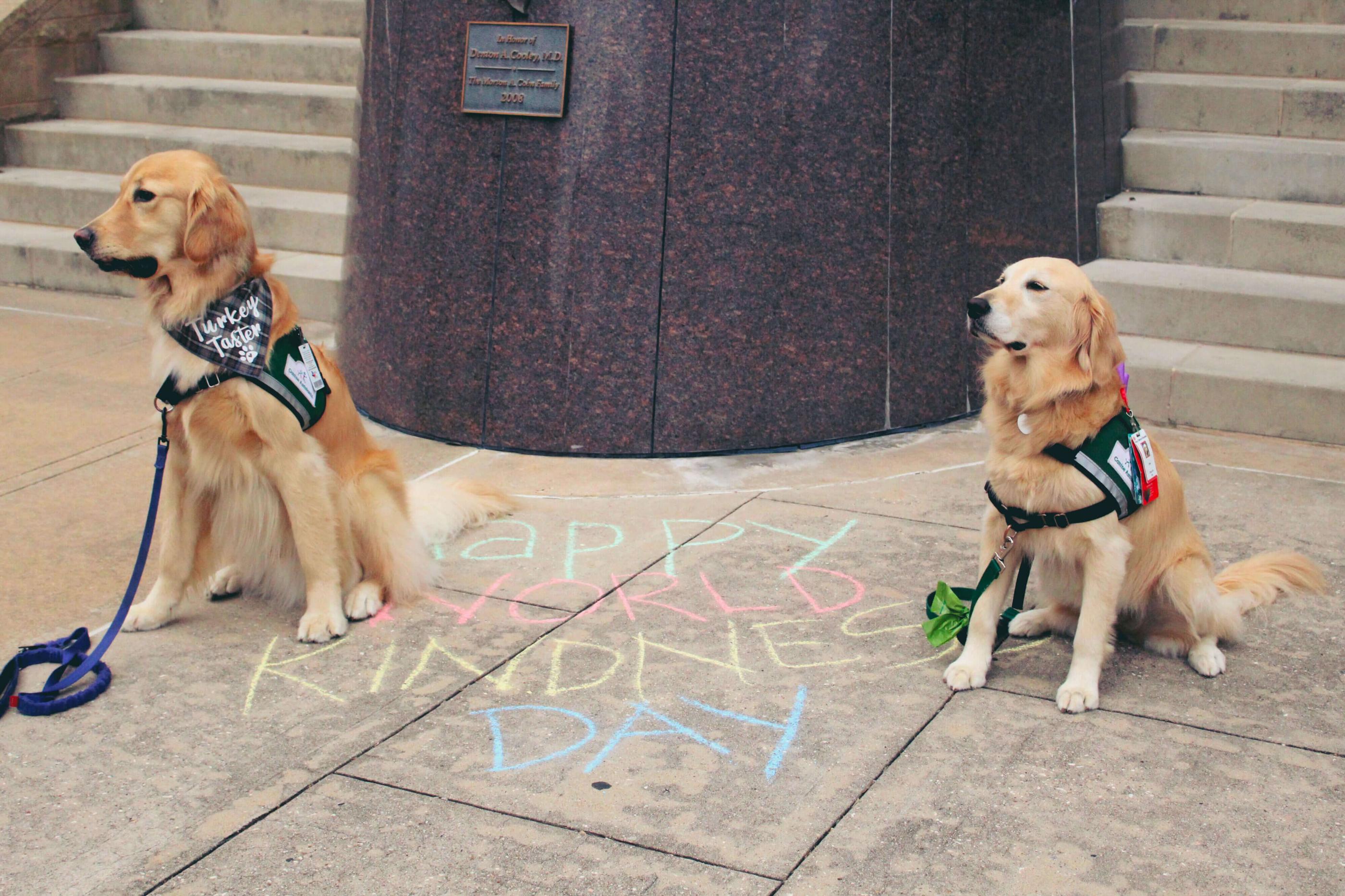 Two golden retrievers sit beside pavement chalk artwork reading "Happy World Kindness Day"